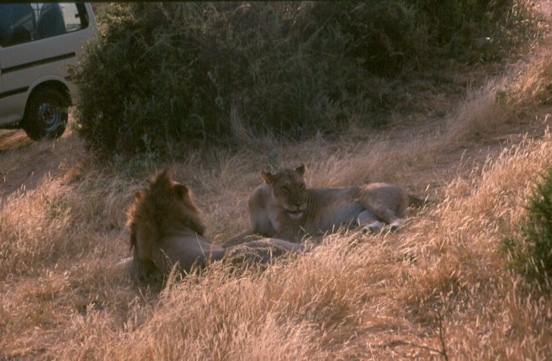 1-06 leeuwen sex - Samburu national reserve